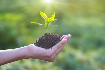 Festival pour l'cole de la vie : Un arbre plant pour chaque visiteur ! -  Festival pour l'Ecole de la vie